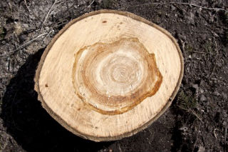 Властивості деревини осики