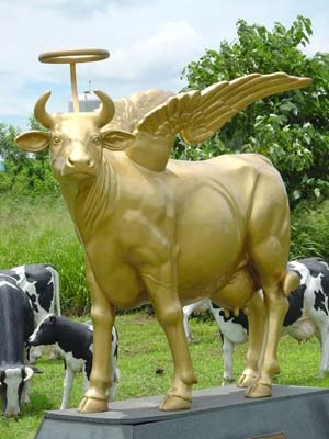 Священна корова, avega