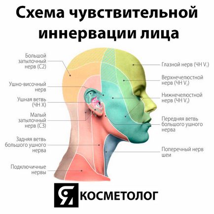 Schema de inervație sensibilă a feței