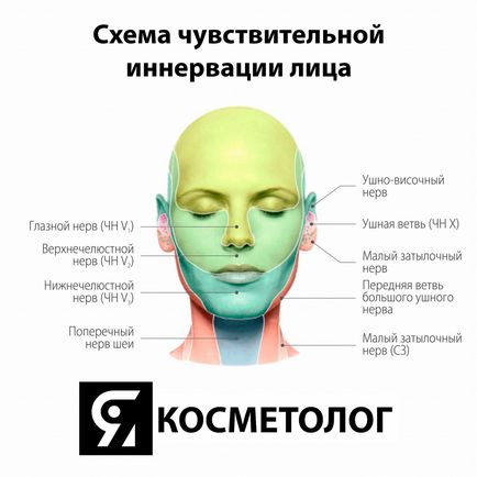 Schema de inervație sensibilă a feței