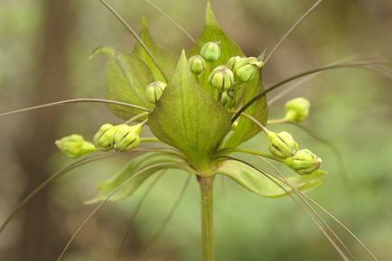 Tacca - gondoskodás az otthon, a fajta transzplantációt és reprodukciós