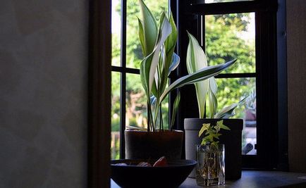 Shade szobanövények top 10 egy leírást és fotó