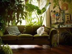 Umbrele-iubitor de plante de casa 10 cele mai bune cu descriere și fotografie