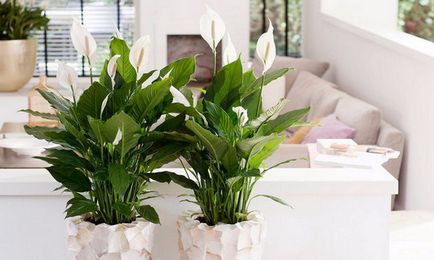 Тіньолюбні кімнатні рослини 10 кращих з описом і фото