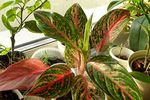 Umbrele-iubitoare de plante de interior pentru anticamera (fotografie)