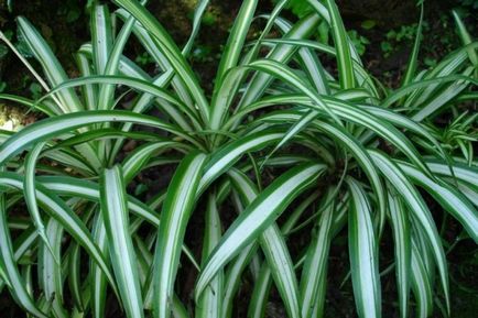 Shade-like houseplants de nume și fotografie