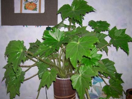 Shade-like houseplants de nume și fotografie