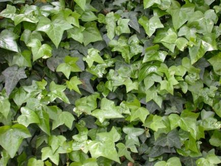 Shade-like houseplants de nume și fotografie