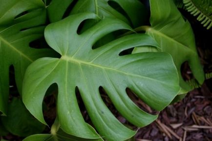 Shade-like houseplants de nume și fotografie