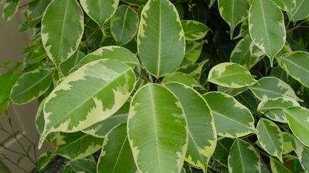 Shade-like houseplants de nume și fotografie