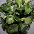 Umbrele-iubitoare plante de apartament nume, îngrijire, fotografii și clipuri video