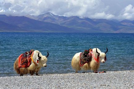 Tibet oka látogató, érdekes utazási