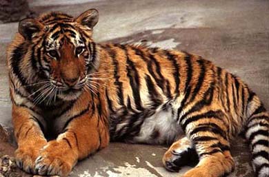 Tigru, tigru Amur, tigru Ussuri, tigri bengali (panthera tigris), zonă, distribuție