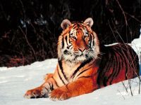 Tigru, tigru Amur, tigru Ussuri, tigri bengali (panthera tigris), zonă, distribuție