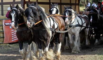 Tinker (cal de vițel gipsy, cob irlandez) descriere a rasei