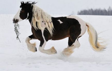 Tinker (cal de vițel gipsy, cob irlandez) descriere a rasei