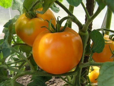 Tomato Dinah descrierea clasei, fotografie, recenzii