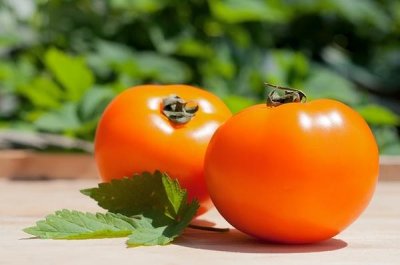 Tomato dyne descrierea soiului, fotografie, caracteristică