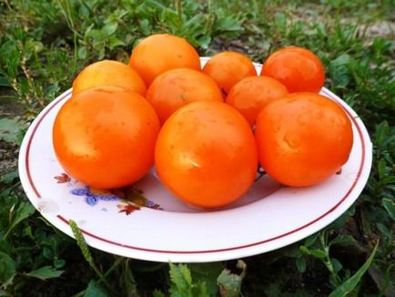 Tomato dyne descrierea soiului, fotografie, caracteristică