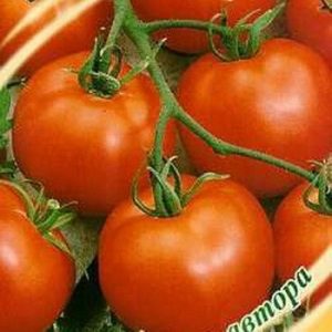 Tomato Gamayun descriere a gradului, caracteristici și recenzii