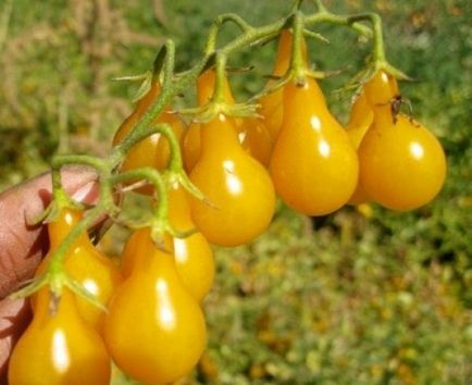 Томат - груша помаранчева опис сорту, особливості догляду, фото помідори