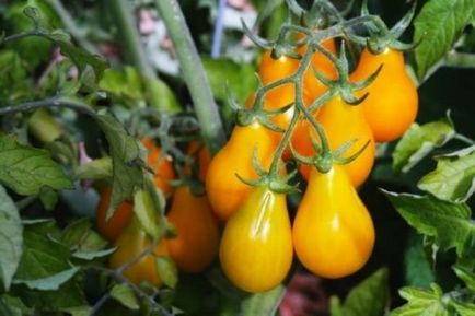 Томат - груша помаранчева опис сорту, особливості догляду, фото помідори