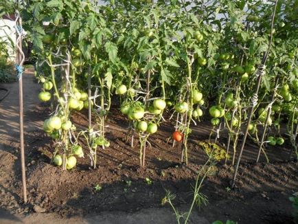 Tomate - leu gros - f1 descriere și caracteristici ale soiului, cultivarea și productivitatea, fotografie