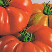Soi de tomate - vitador - (vitador) f1 25 semințe