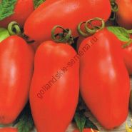 Soi de tomate - vitador - (vitador) f1 25 semințe
