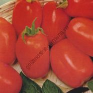 Soi de tomate - vitador - (vitador) f1 25 semințe