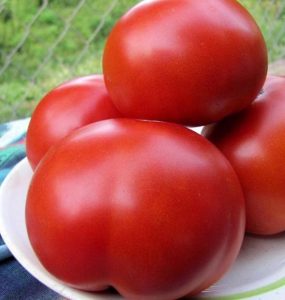 Tomato gros f1 (50 fotografii) descrierea și randamentul soiului, cum să crească răsaduri, leu de tomate,