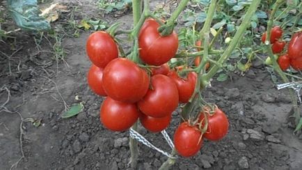 Descrierea și descrierea de tomate 