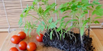 Descrierea și descrierea de tomate 