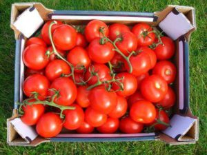 Tomato - recenzii groase, fotografii, randamente