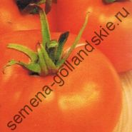 Томат - вітадор - (vitador) f1 10 насіння