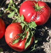 Tomato - Vitador - (vitador) f1 10 semințe