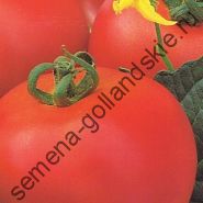 Tomato - Vitador - (vitador) f1 10 semințe