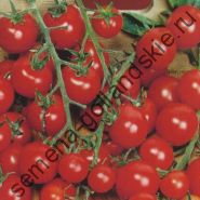 Tomato - Vitador - (vitador) f1 10 semințe