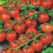 Tomato - Vitador - (vitador) f1 10 semințe