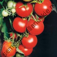 Tomato - Vitador - (vitador) f1 10 semințe