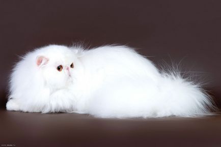 Top 10 cele mai scumpe pisici din lume