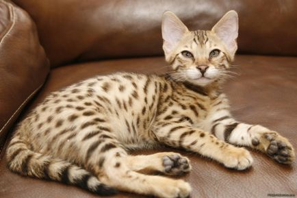 Top 10 cele mai scumpe pisici din lume