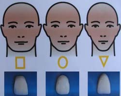 Три основні форми зубів трикутна, овальна, прямокутна
