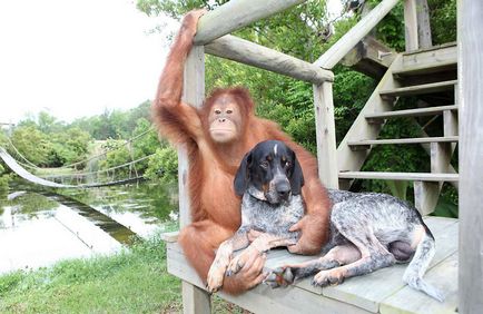 Cuplul uimitor de câini și orangutani au devenit prieteni pentru totdeauna