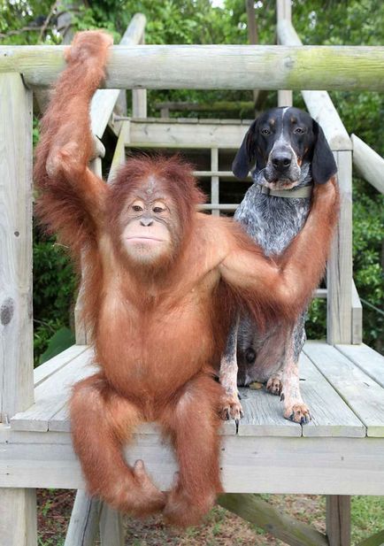 Дивовижна парочка собака і орангутанг стали друзями назавжди