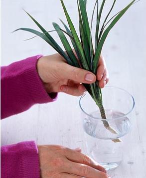 Dracaena trebuie să taie în partea de sus se va rădăcina, dracaena