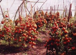 Врожайні сорти томатів для теплиць