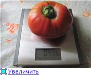 Recolta de tomate - forum de vacanta