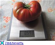 Recolta de tomate - forum de vacanta