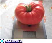 Recolta de tomate - forum de vacanta